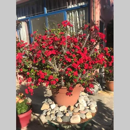 Rose House * Aegina