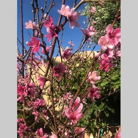 Rose House *